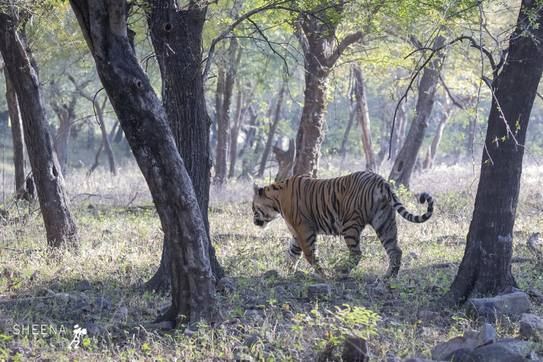 Bengal tiger.jpg - India